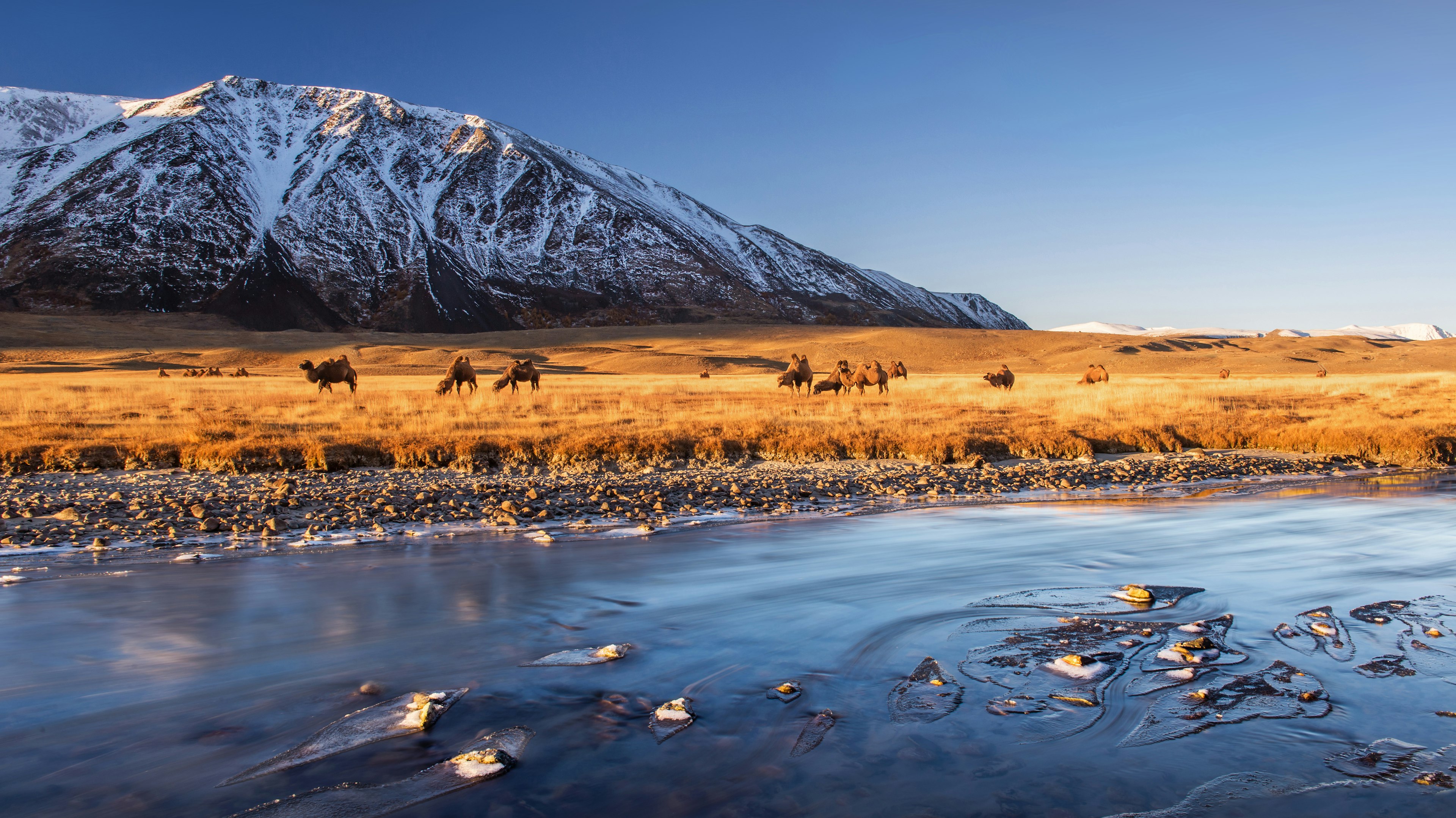 Camels stand between a flowing river and a series of snow-covered mountain peaks