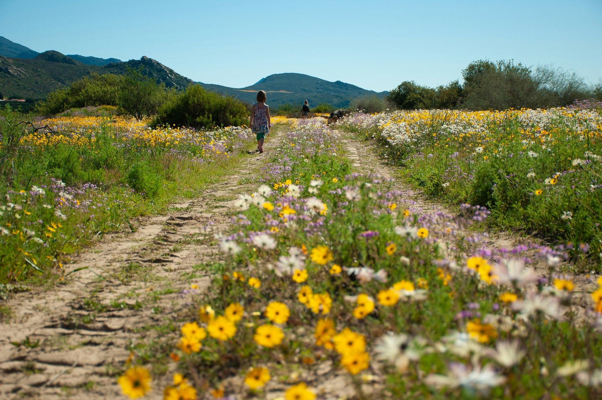 A child follows a dirt track through a field in bloom with many different wildflowers