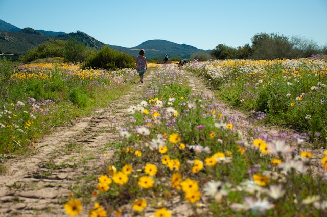 A child follows a dirt track through a field in bloom with many different wildflowers