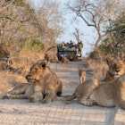 Tourists on an open safari vehicle viewing lions on a Safari in South Africa
1286900550