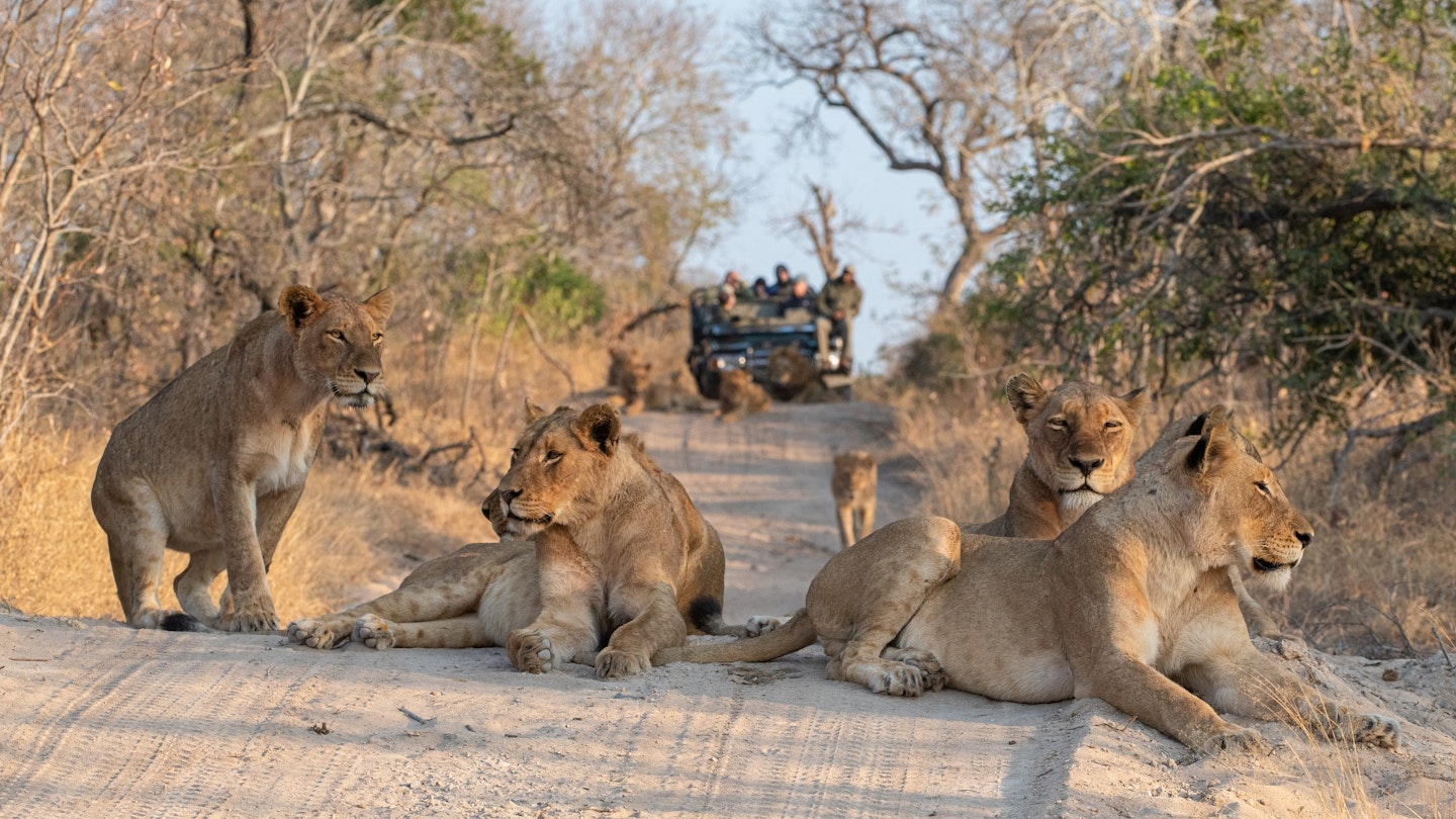 Tourists on an open safari vehicle viewing lions on a Safari in South Africa
1286900550