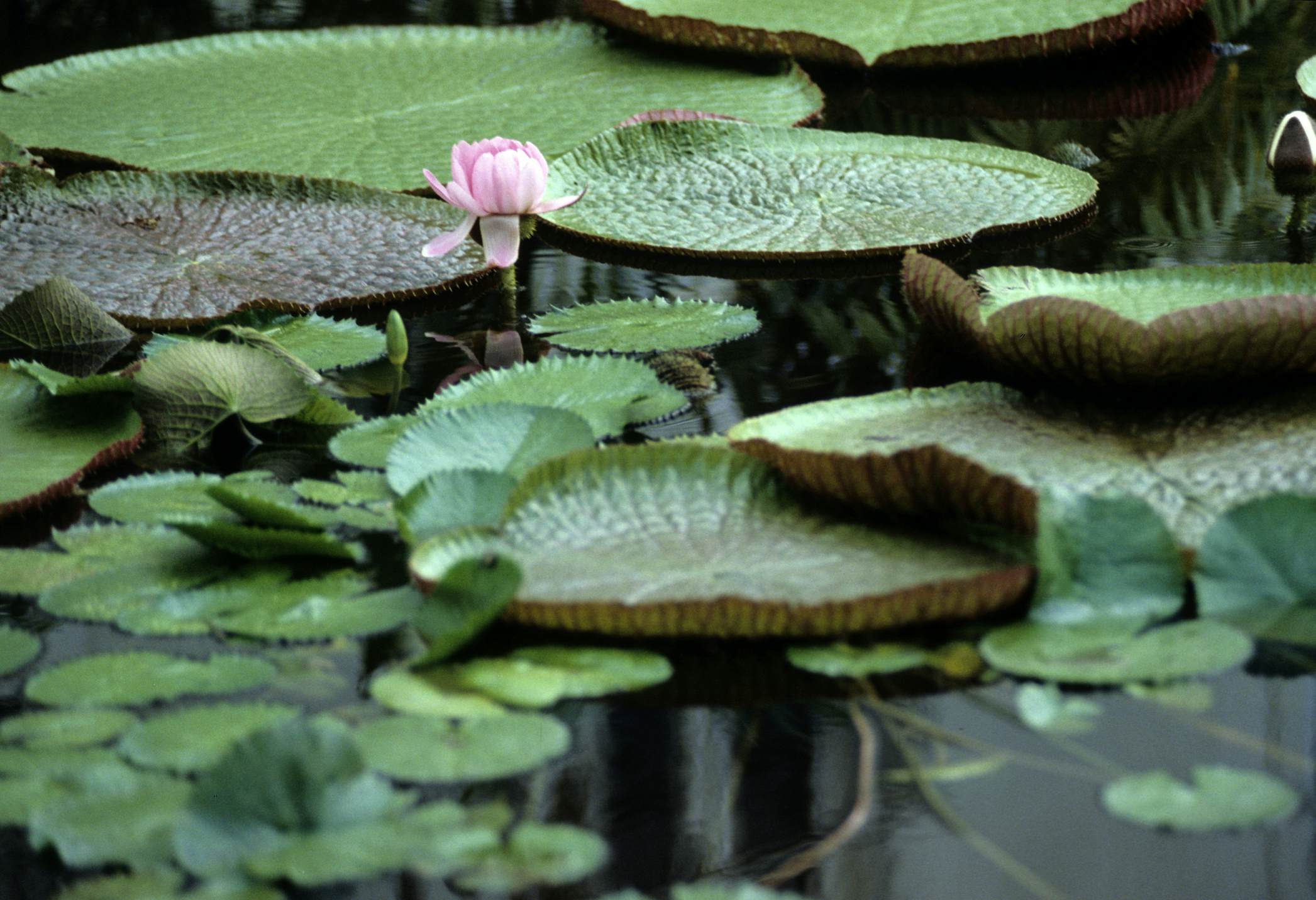 Manaus travel - Lonely Planet