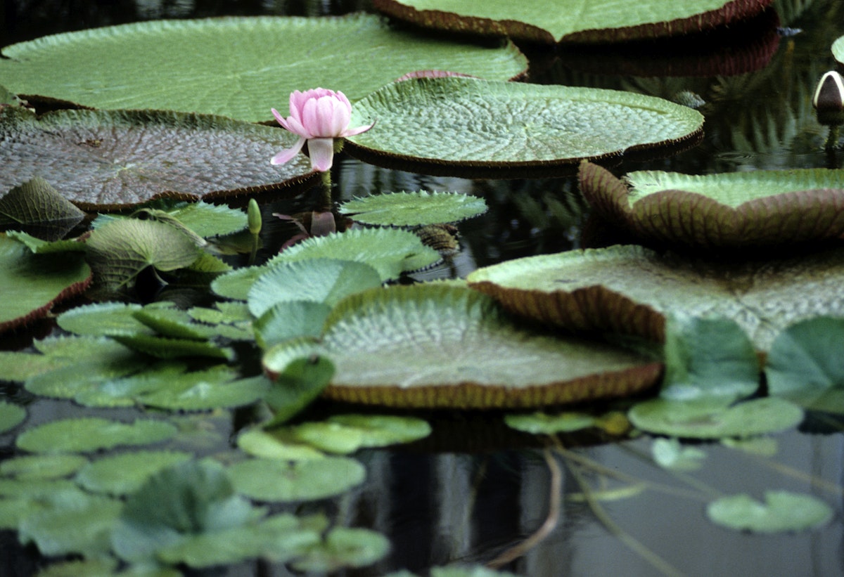 Amazonian tropical rainforest environment, giant water lily pads on a calm river water surface.
1324092776