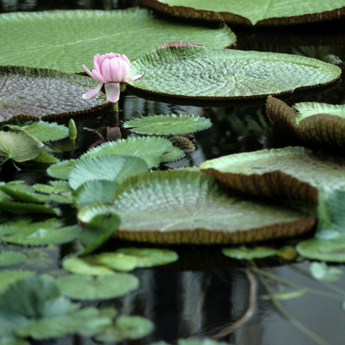Amazonian tropical rainforest environment, giant water lily pads on a calm river water surface.
1324092776