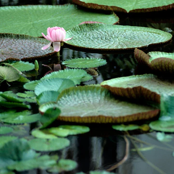 Amazonian tropical rainforest environment, giant water lily pads on a calm river water surface.
1324092776