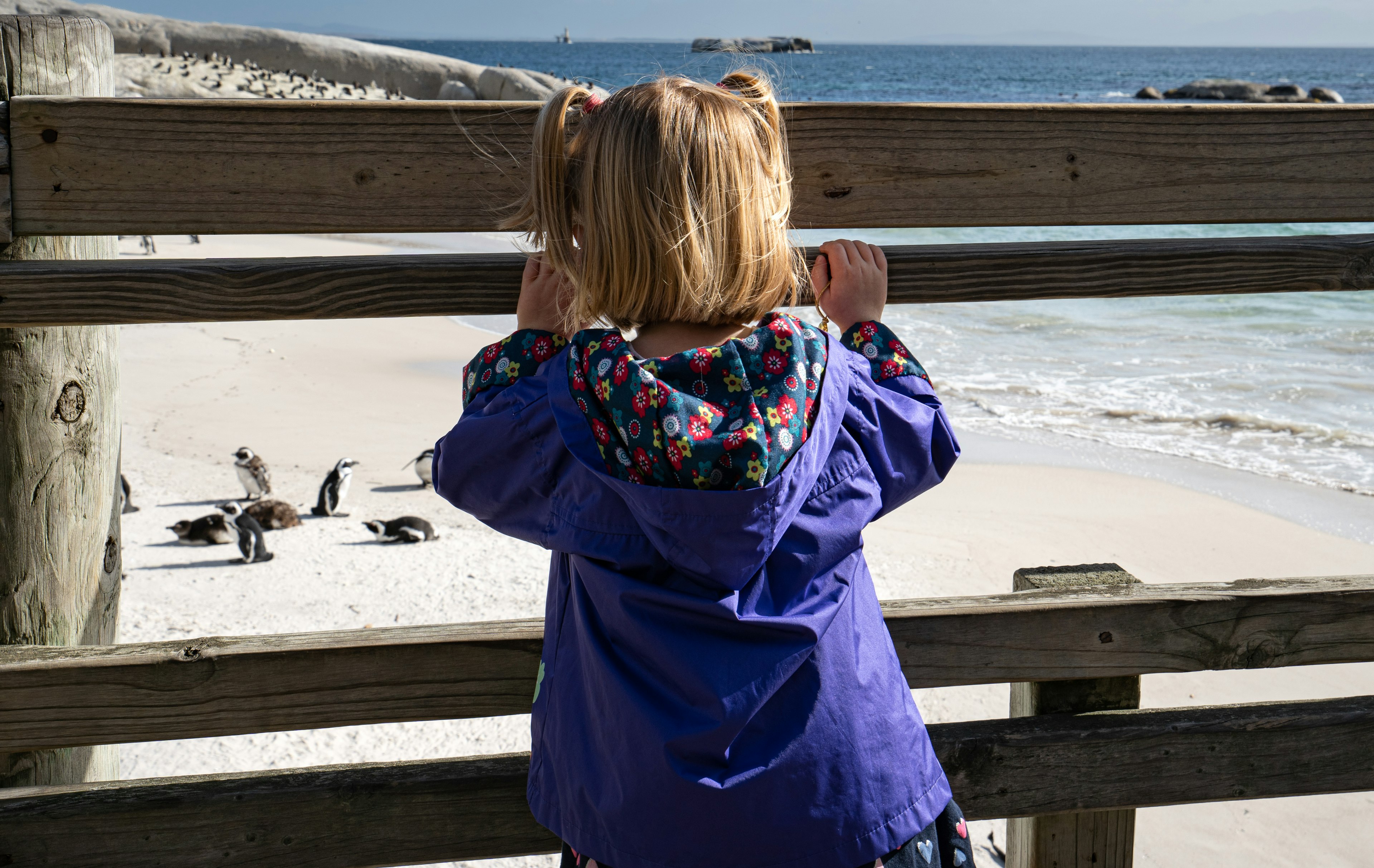 A toddler looks at penguins from a wooden walkway, Boulders Beach, South Africa