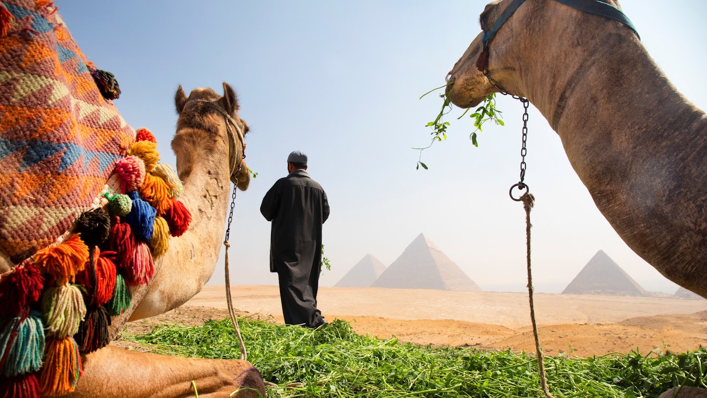 Egypt, Cairo April 17/2023.  camel driver feeding his two camels used for tourists to ride near pyramids at Giza district
1489188346