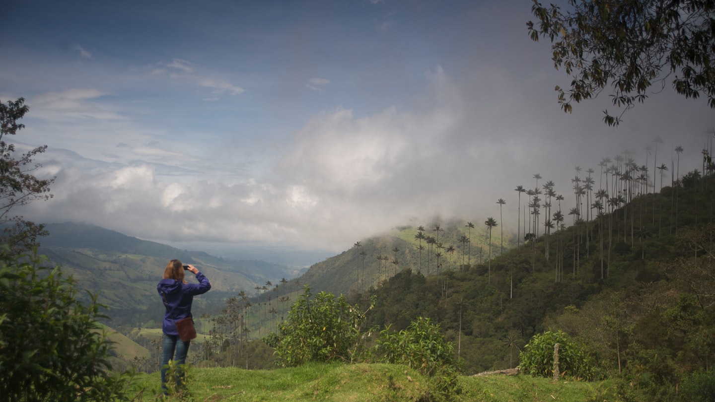 A woman takes a photo of Wax Palms from side of road leading up to the cloud forest.
456499793
capture, beauty, nature