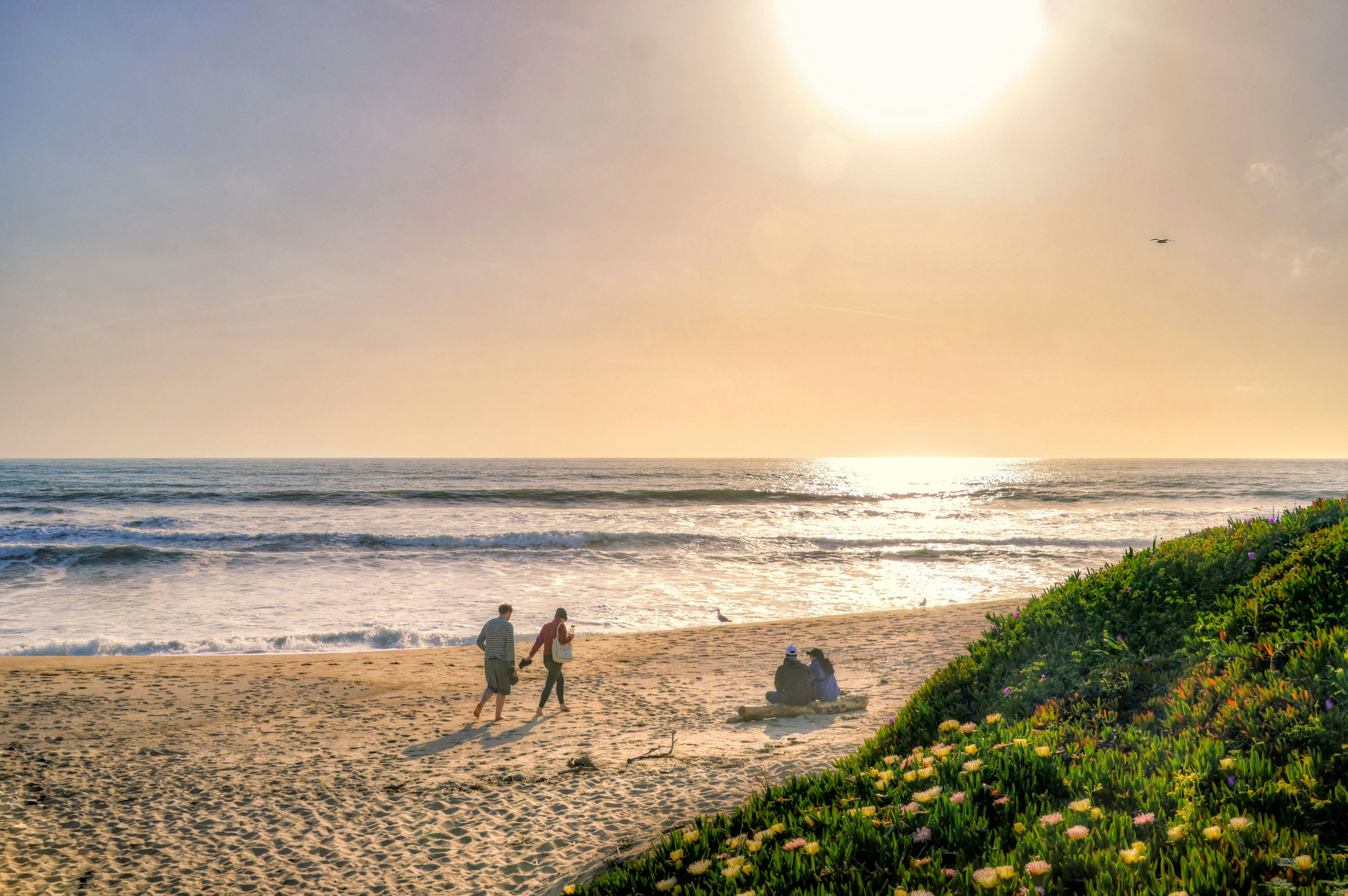 A couple sits on a beach backed by wildflowers on a sunny day as another two people stroll by holding hands