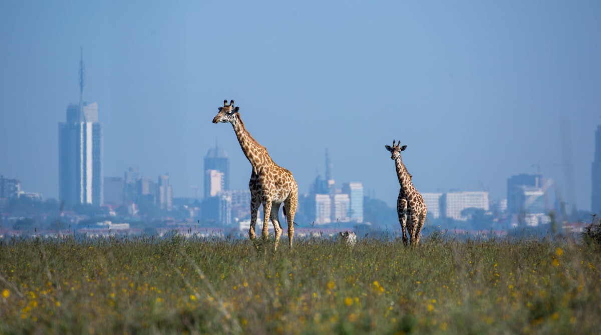 A Masai Giraffe (Giraffa camelopardalis tippelskirchii aka Kilimanjaro giraffe) and her calf in Nairobi National Park with the city in the background.
945049802
giraffa camelopardalis tippelskirchii, kilimanjaro giraffe
