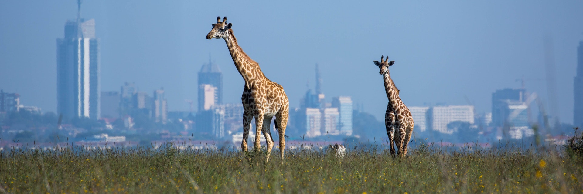 A Masai Giraffe (Giraffa camelopardalis tippelskirchii aka Kilimanjaro giraffe) and her calf in Nairobi National Park with the city in the background.
945049802
giraffa camelopardalis tippelskirchii, kilimanjaro giraffe