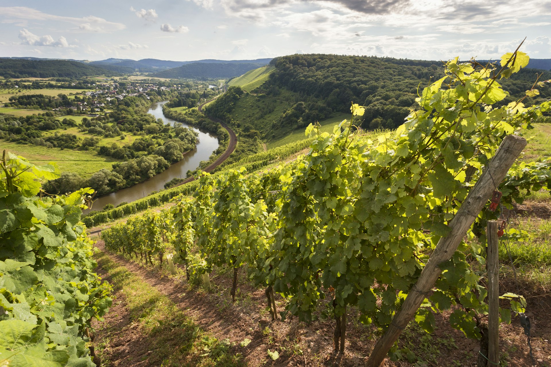 A vineyard on a hill overlooking Trier in Germany