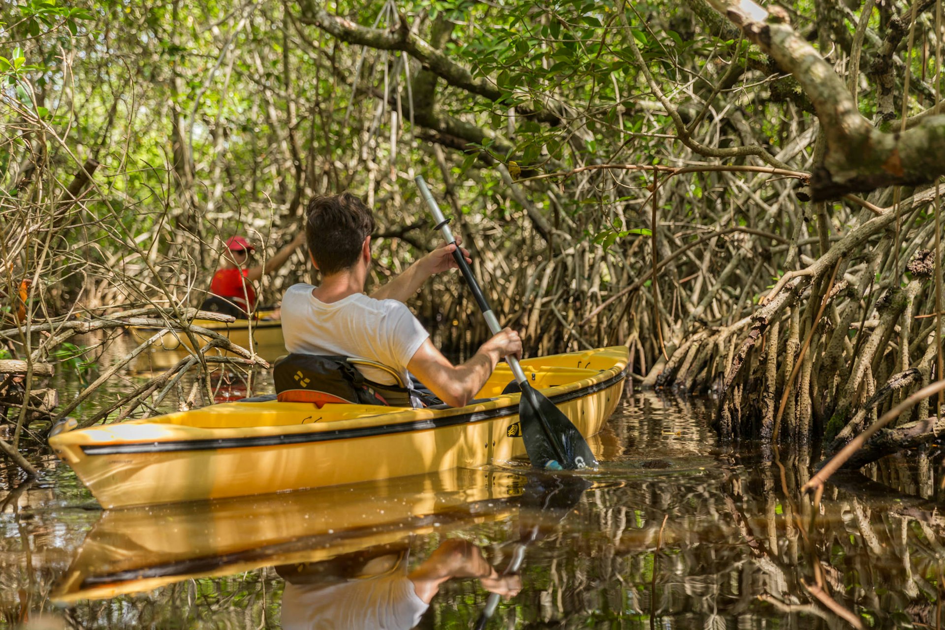 Man kayaking at a mangrove forest in the Everglades