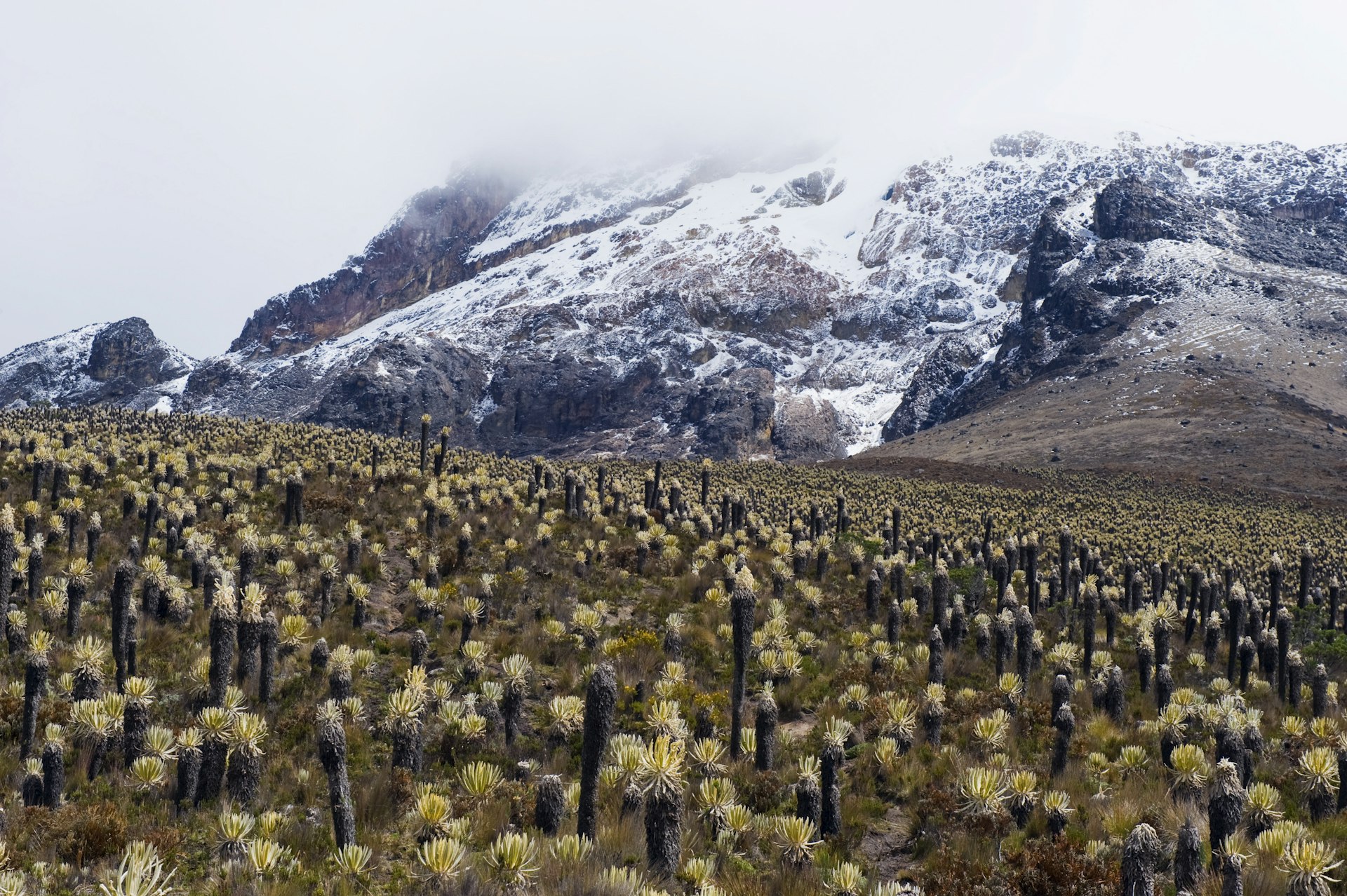 Frailejone plants grow out of the ground in front of a mountain peak covered with ice