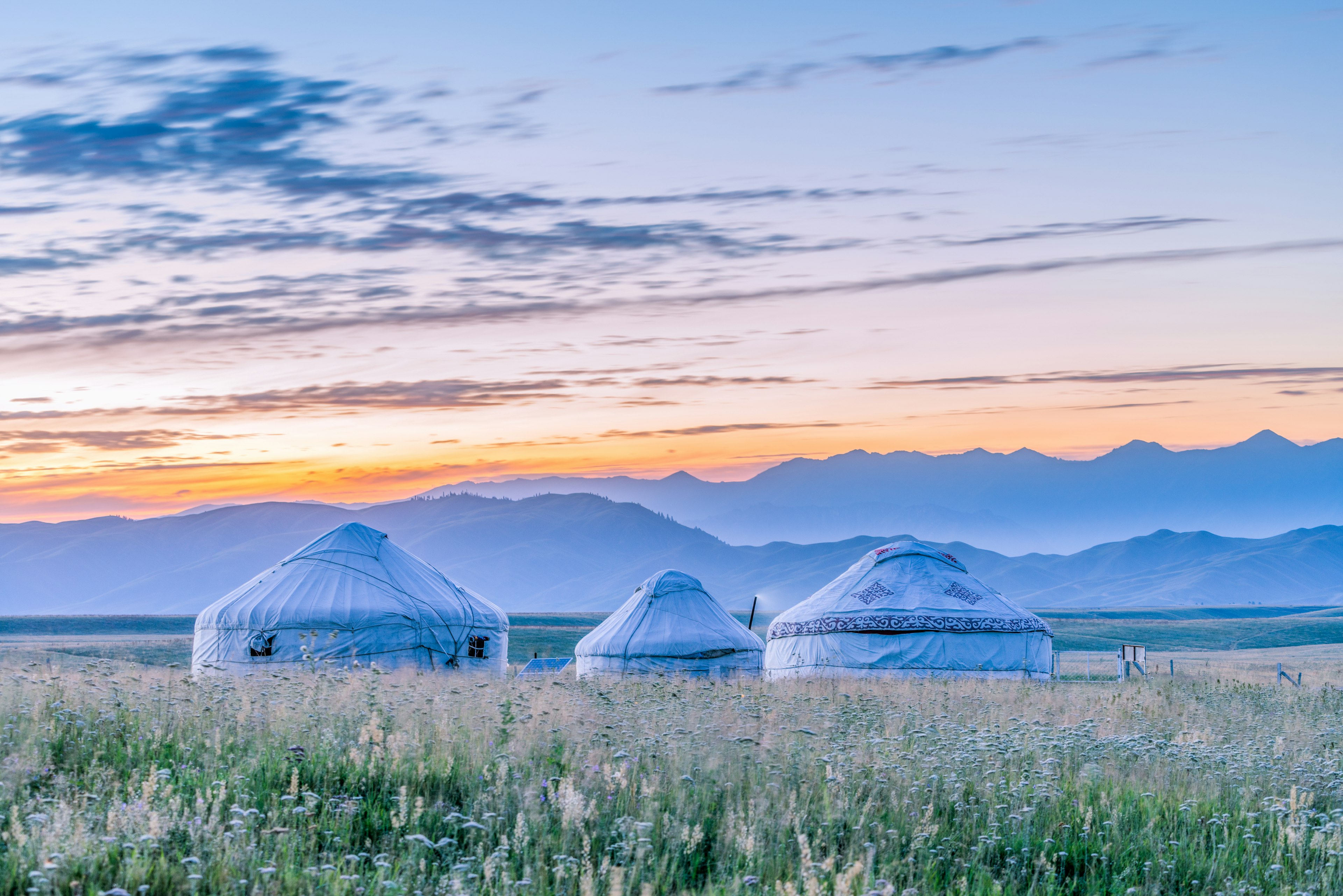 Three round tents in a field of wildflowers at first light