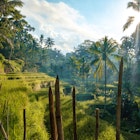Tegallalang rice terraces during sunrise.
961577496
Grass, Terraced Field, Color Image, Rice - Food Staple, Mountain, Twilight, Rice Paddy, Ubud District, Nature, Sunrise - Dawn, Fog, Vacations, Farm, Horizontal, Footpath, Agricultural Field, Non-Urban Scene, Rice Terrace, Dramatic Sky, Single Lane Road, Photography, Sunlight, Sunny, Cultures, Balinese Culture, Indonesia, Beauty In Nature, Atmospheric Mood, Asia, Famous Place, Food, Morning, Outdoors, Sun, Tourism, Bali, Beauty, Plant, Travel, Ubud, Exoticism, Green Color, No People, Growth, Hill, Rural Scene, Landscape - Scenery, Agriculture