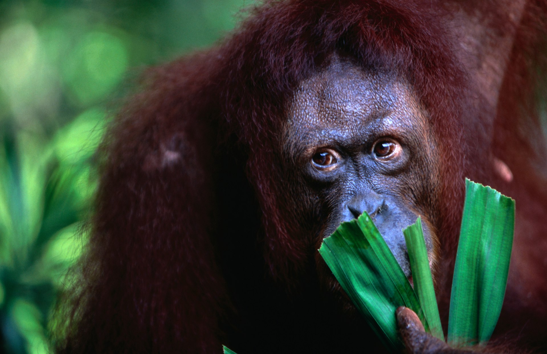 An orangutan eats green shoots while looking off to the side of the camera