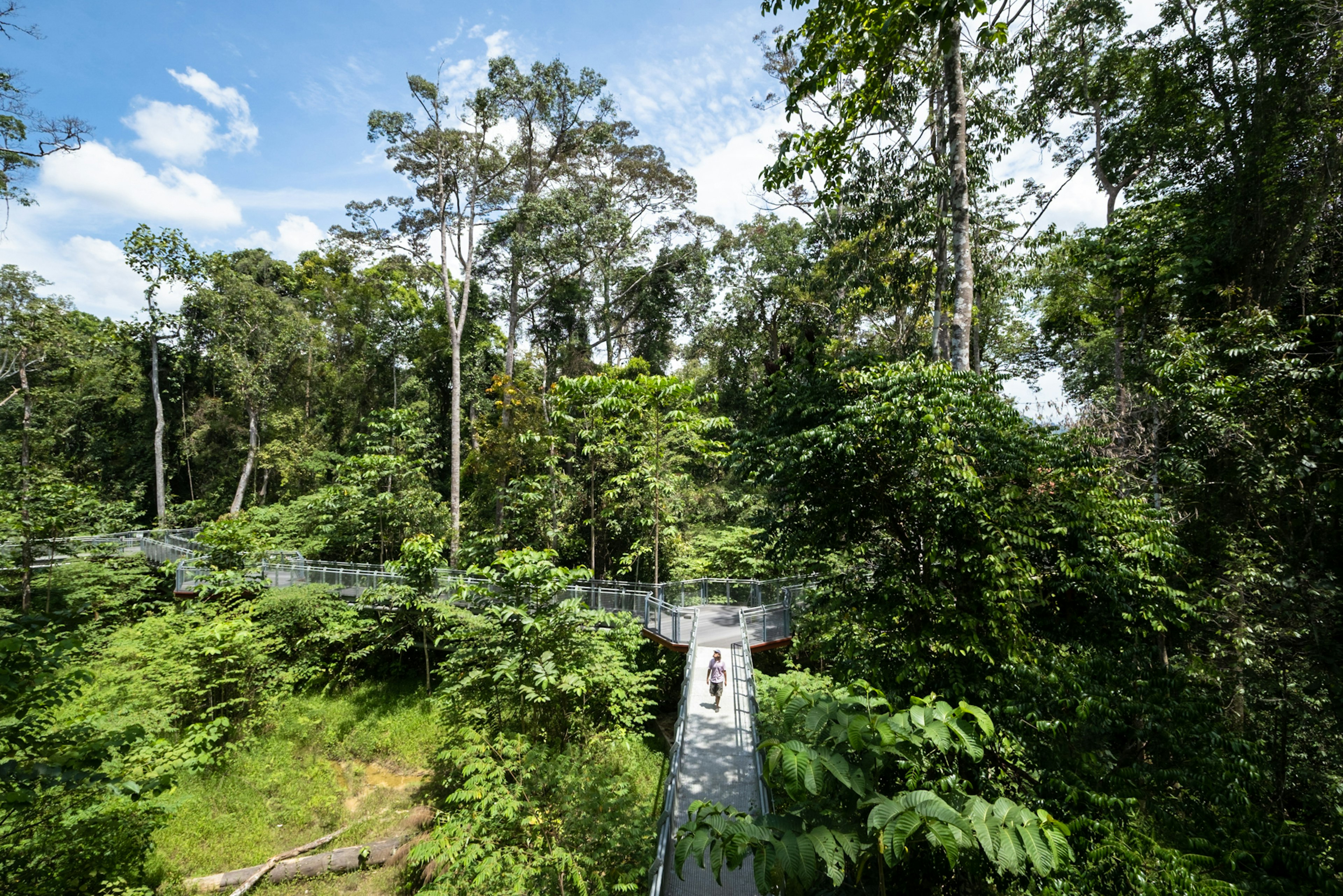 SungaiRelautreetopwalk.jpg