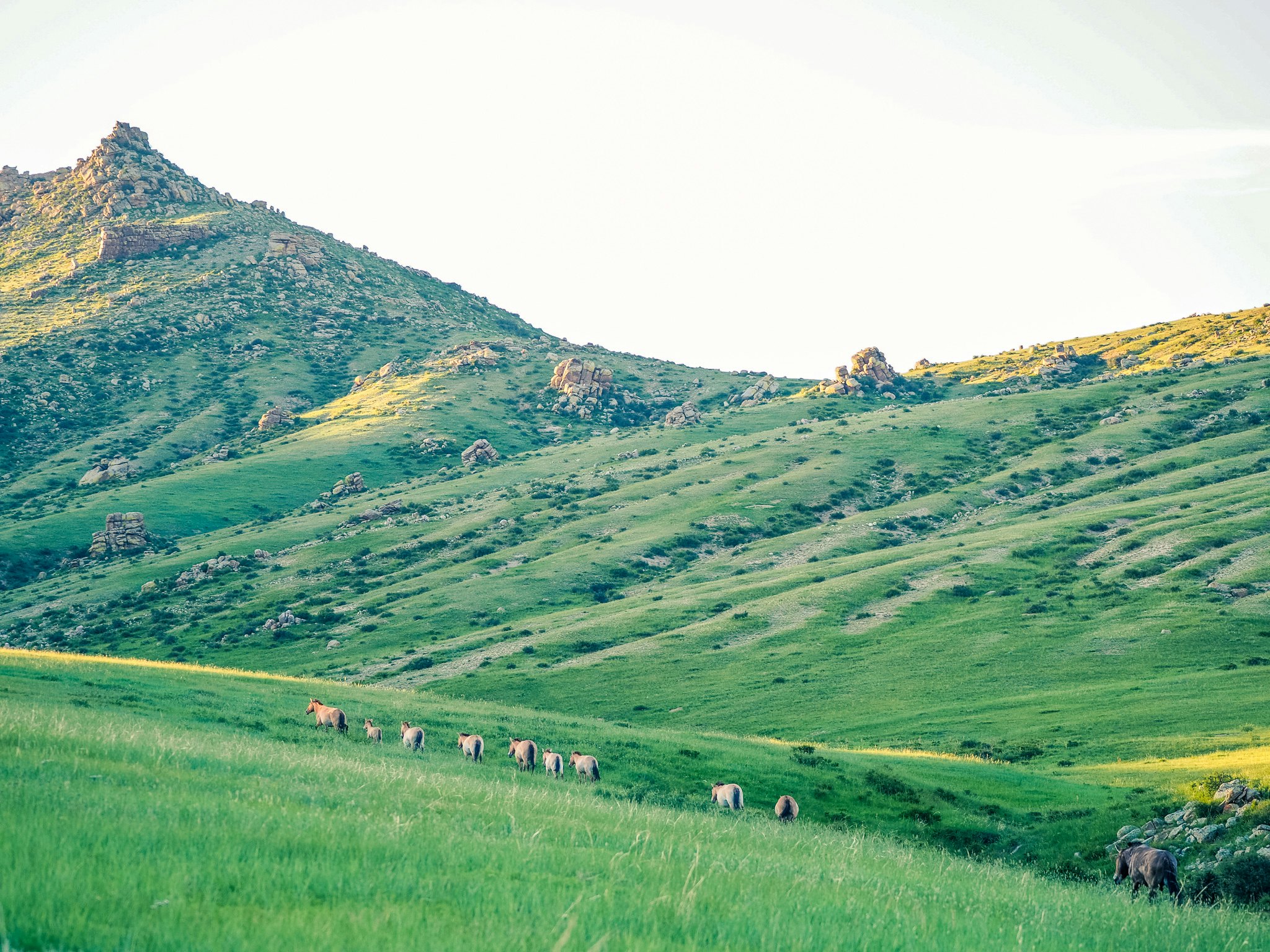 Khustain Nuruu National Park also known as Hustain National Park is a declared protected area and home to the reintroduced Takhi Horse or Przewalski’ Horse.
Khustain Nuruu National Park also known as Hustain National Park is a declared protected area and home to the reintroduced Takhi Horse or Przewalski’ Horse.
1218362078