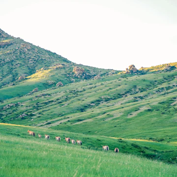 Khustain Nuruu National Park also known as Hustain National Park is a declared protected area and home to the reintroduced Takhi Horse or Przewalski’ Horse.
Khustain Nuruu National Park also known as Hustain National Park is a declared protected area and home to the reintroduced Takhi Horse or Przewalski’ Horse.
1218362078