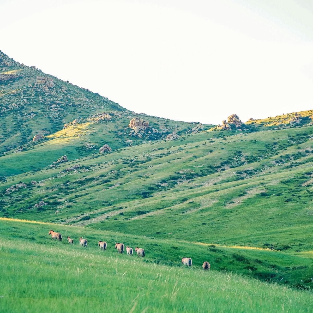 Khustain Nuruu National Park also known as Hustain National Park is a declared protected area and home to the reintroduced Takhi Horse or Przewalski’ Horse.
Khustain Nuruu National Park also known as Hustain National Park is a declared protected area and home to the reintroduced Takhi Horse or Przewalski’ Horse.
1218362078
