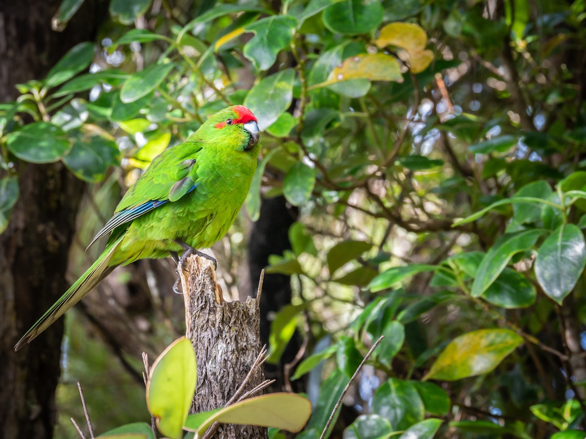 Parrot on Ulva Island, New Zealand.