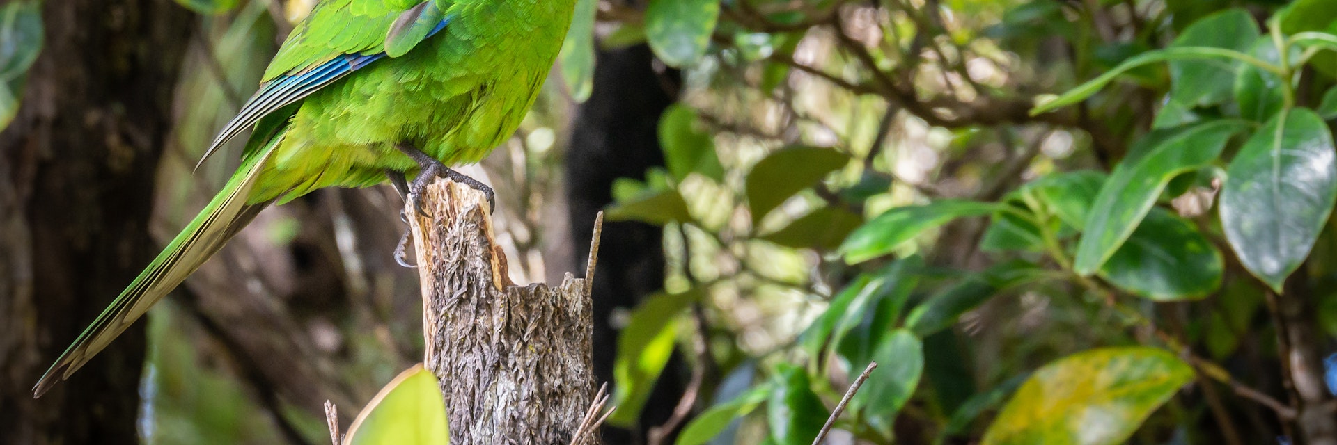 Parrot on Ulva Island, New Zealand.