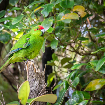 Parrot on Ulva Island, New Zealand.