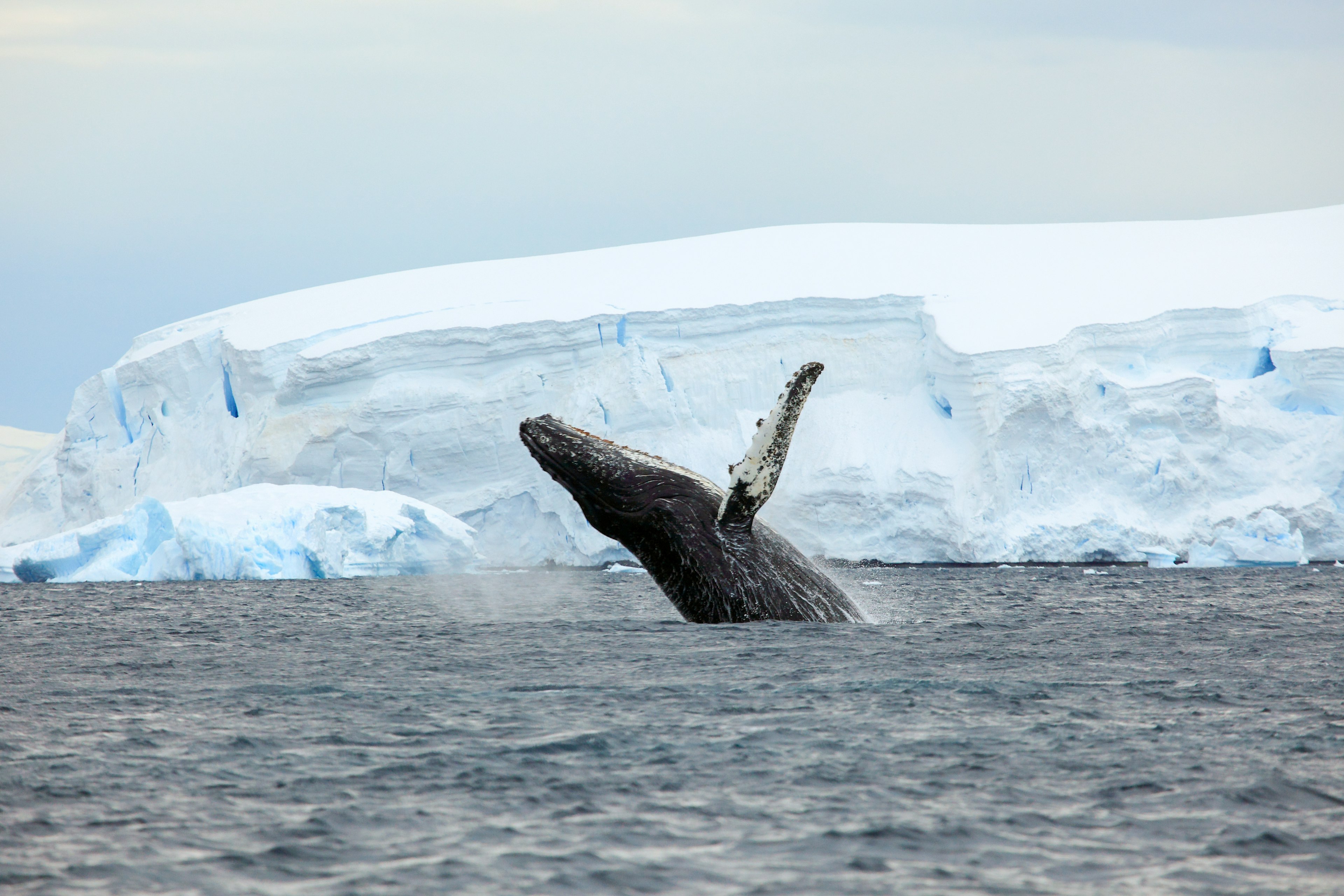 A whale breaches in Antarctica