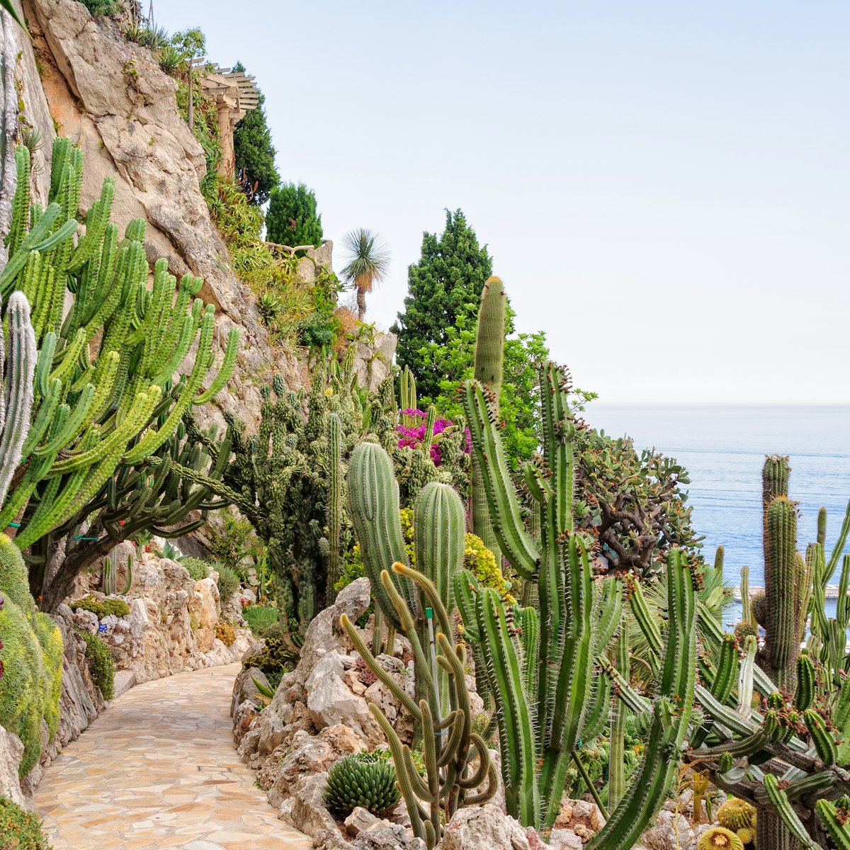 Cacti and other succulents on the cliff side of the Jardin Exotique overlooking the Mediterranean Sea in Monaco.