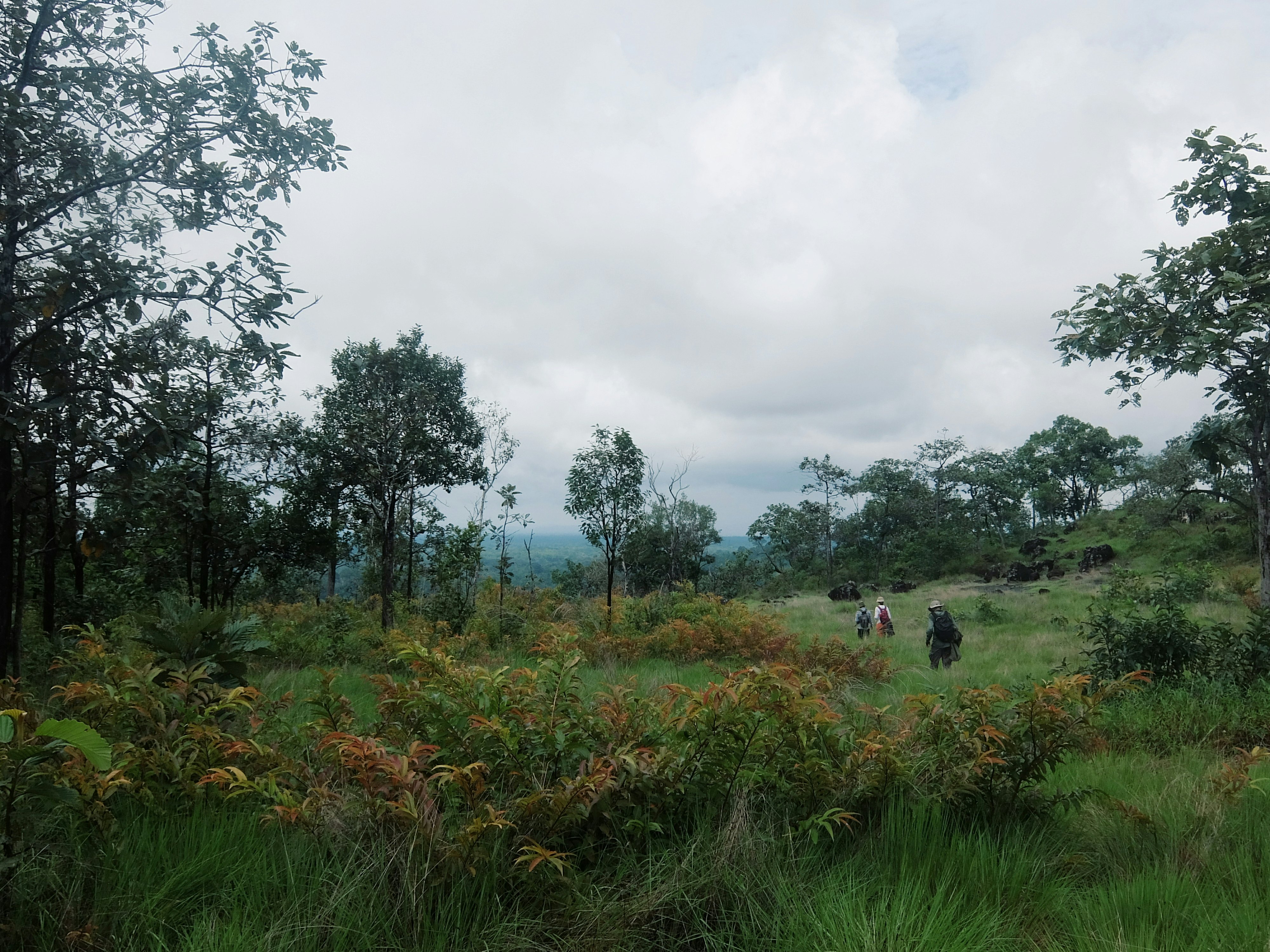 Three people walk through tall grass and bushes in a national park in Cambodia under cloudy skies.