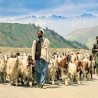 Shepherds with their flocks in the mountains of Gilgit-Baltistan