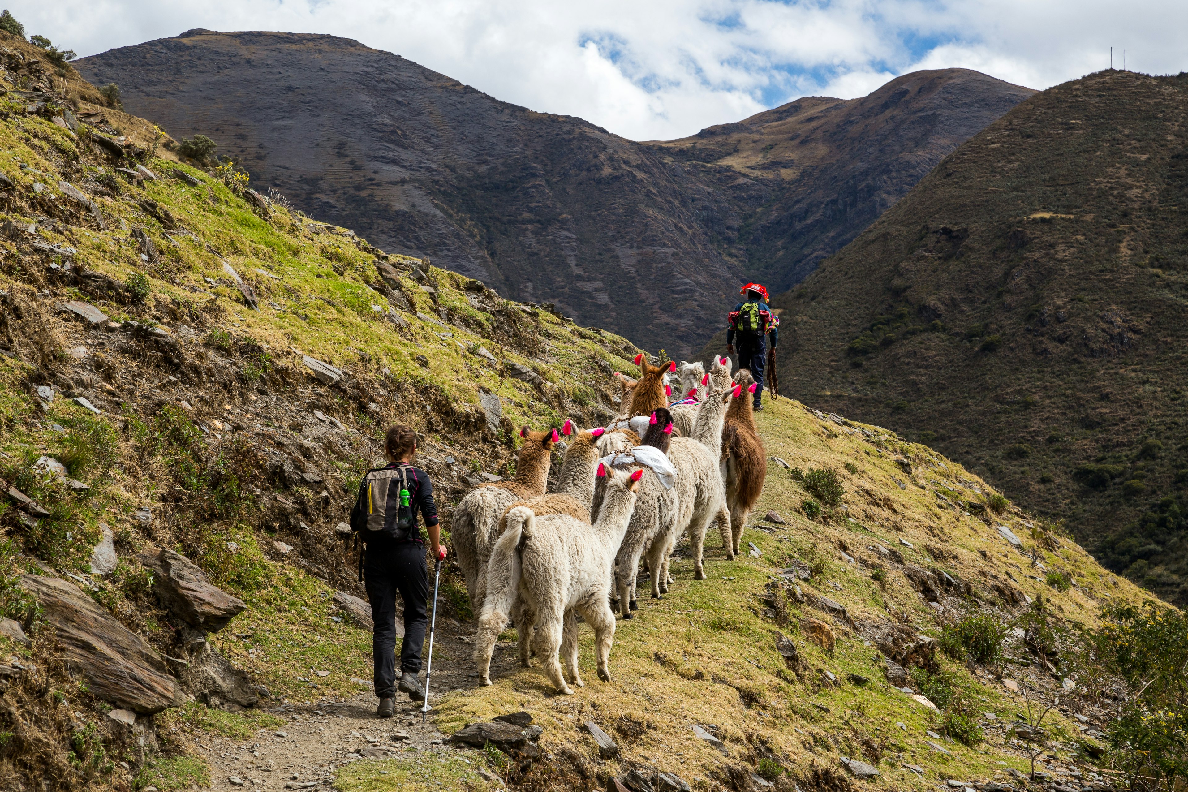 Trekking with llamas on the route from Lares in the Andes, Peru