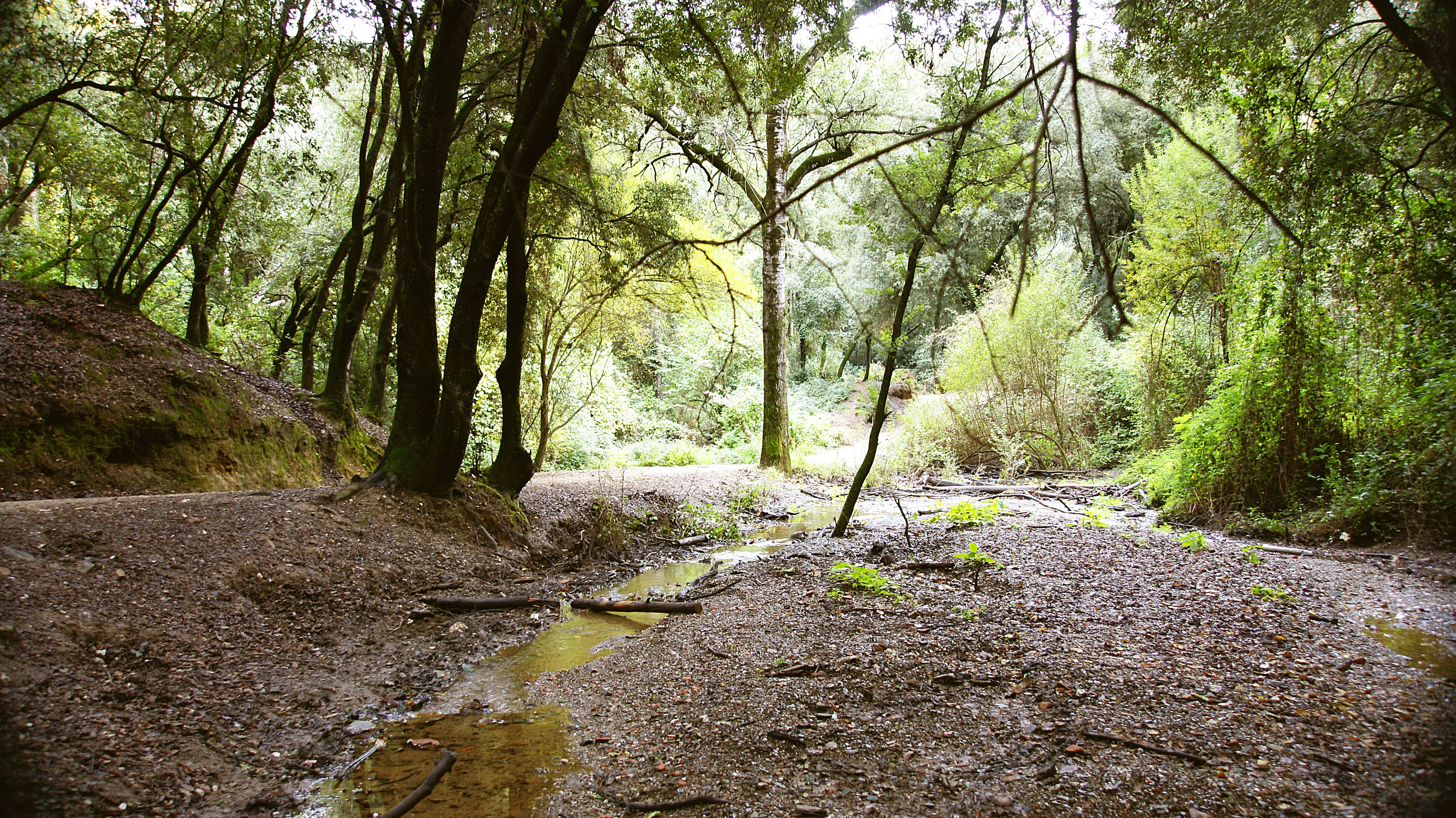 Natural Park of Collserola in Barcelona, Catalunya, Spain, Europe.