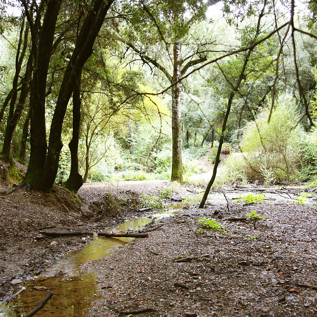 Natural Park of Collserola in Barcelona, Catalunya, Spain, Europe.