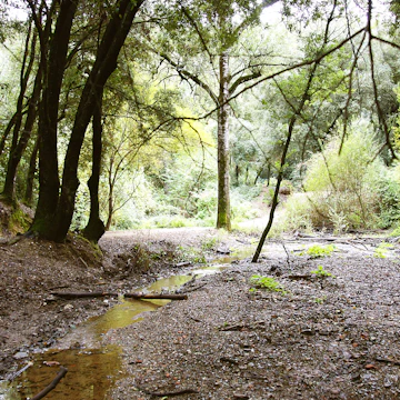 Natural Park of Collserola in Barcelona, Catalunya, Spain, Europe.