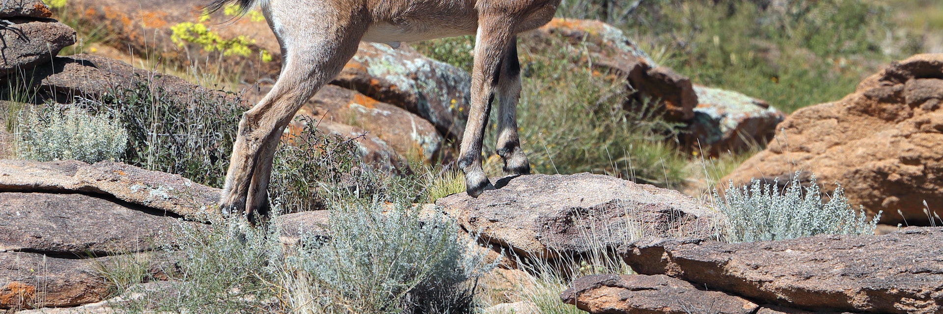 Siberian Ibex (Capra sibirica) at Ikh Nart Nature Reserve in Mongolia.; Shutterstock ID 1659526936; your: Barbara Di Castro; gl: 65050; netsuite: digital; full: poi
1659526936