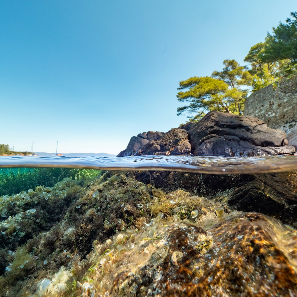 Split shot of underwater scenery in Port-Cros National Park in the Mediterranean Sea, South France.