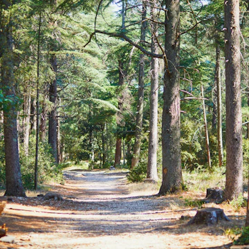 La foret des cedres with hiking and walking trails and panoramic views near Bonnieux, Luberon, Provence, France.