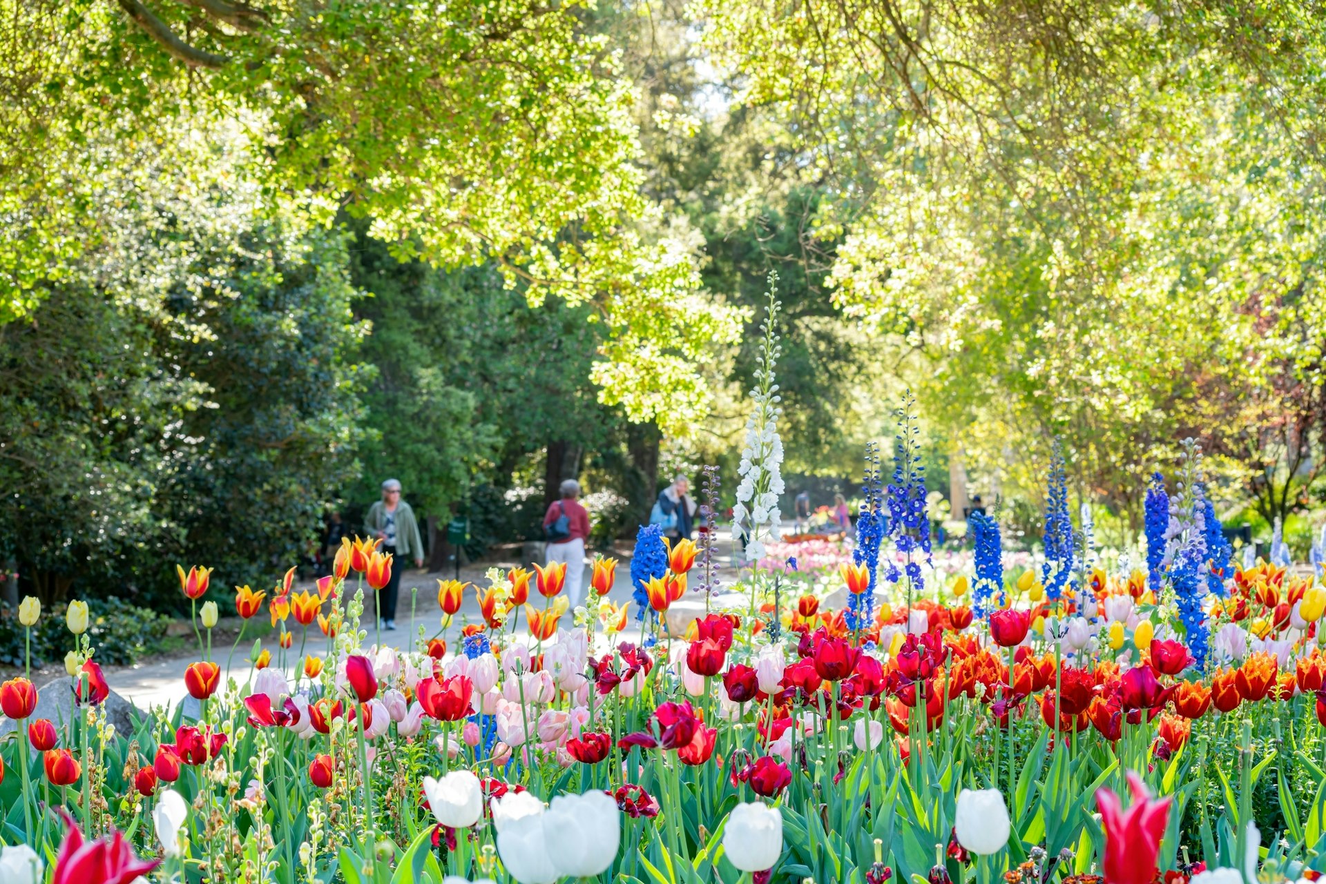 Tulips in bloom in a flower bed bordering a path through a garden