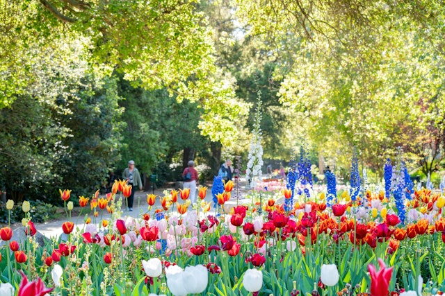 Tulips in bloom in a flower bed bordering a path through a garden