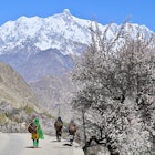 Apricot Blossoms and Highway with Snowy Mountain View in Hopar Valley; Shutterstock ID 2301060871; your: Claire Naylor; gl: 65050; netsuite: Online ed; full: Pakistan when to go
2301060871