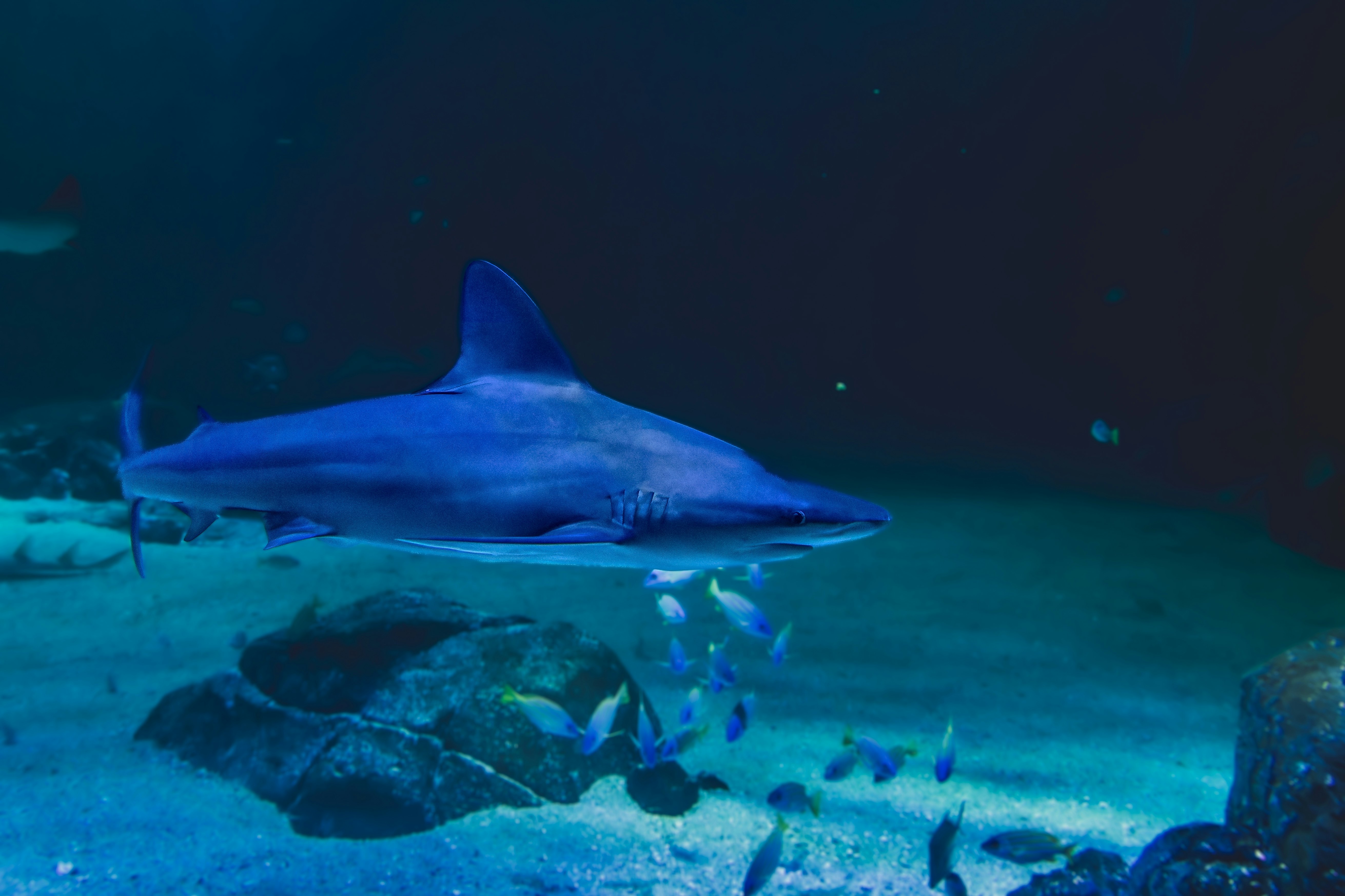 The Nausicaa aquarium in Boulogne-sur-mer.
