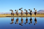 BAYAN-ULGII, MONGOLIA - SEP 26: Senior mongolian horsemen in traditional kazakh clothing show standing steppe reflecting in water on morning with golden eagle of village sagsai on September 26, 2016; Shutterstock ID 585027838; your: Claire Naylor; gl: 65050; netsuite: Online ed; full: Mongolia when to go
585027838