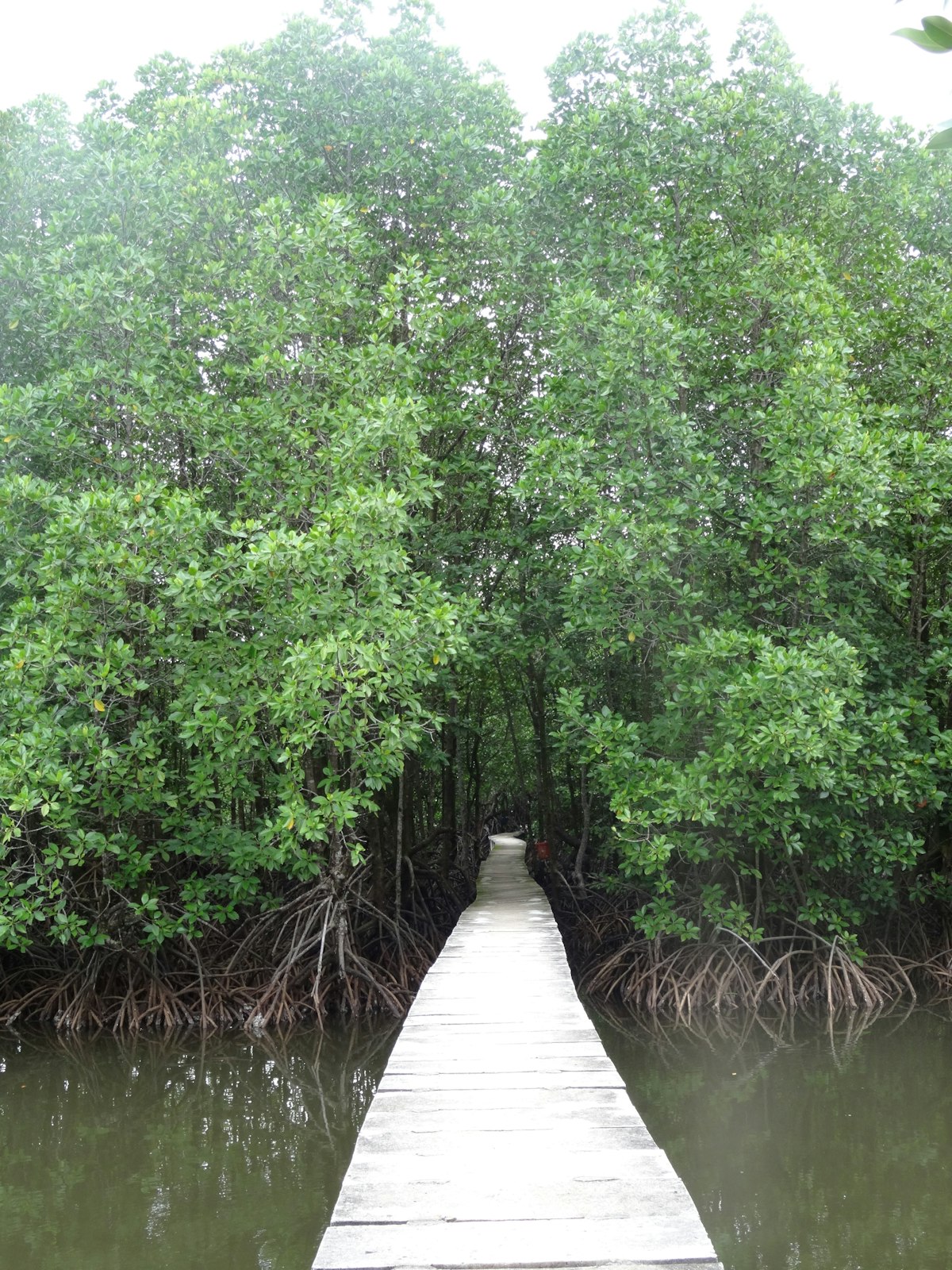 Mangrove forest at the Peam Krasaop Wildlife Sanctuary, Koh Kong, Cambodia.