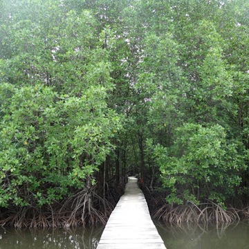 Mangrove forest at the Peam Krasaop Wildlife Sanctuary, Koh Kong, Cambodia.