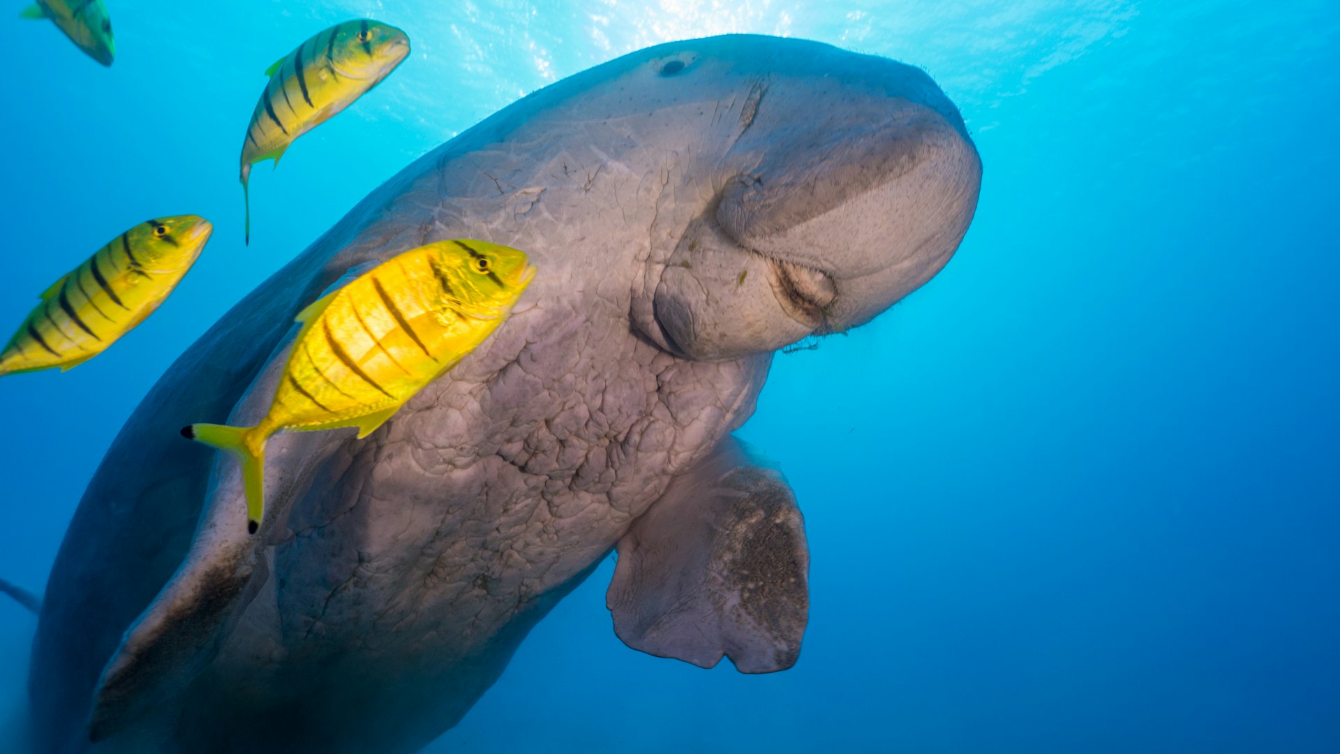 A Dugong with yellow fish ascending to the surface at Marsa Alam in Egypt