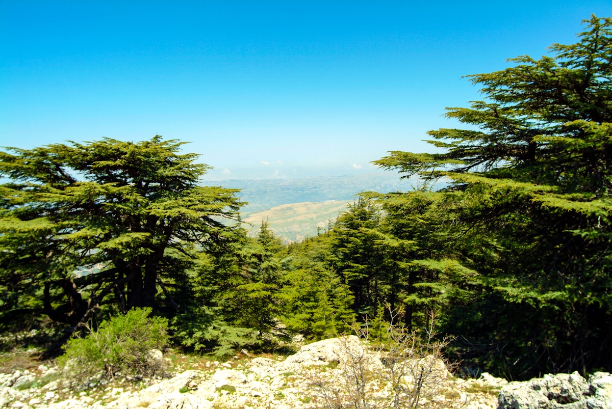 Cedars growing at 6,000 feet in the Shouf Biosphere Reserve in Lebanon.