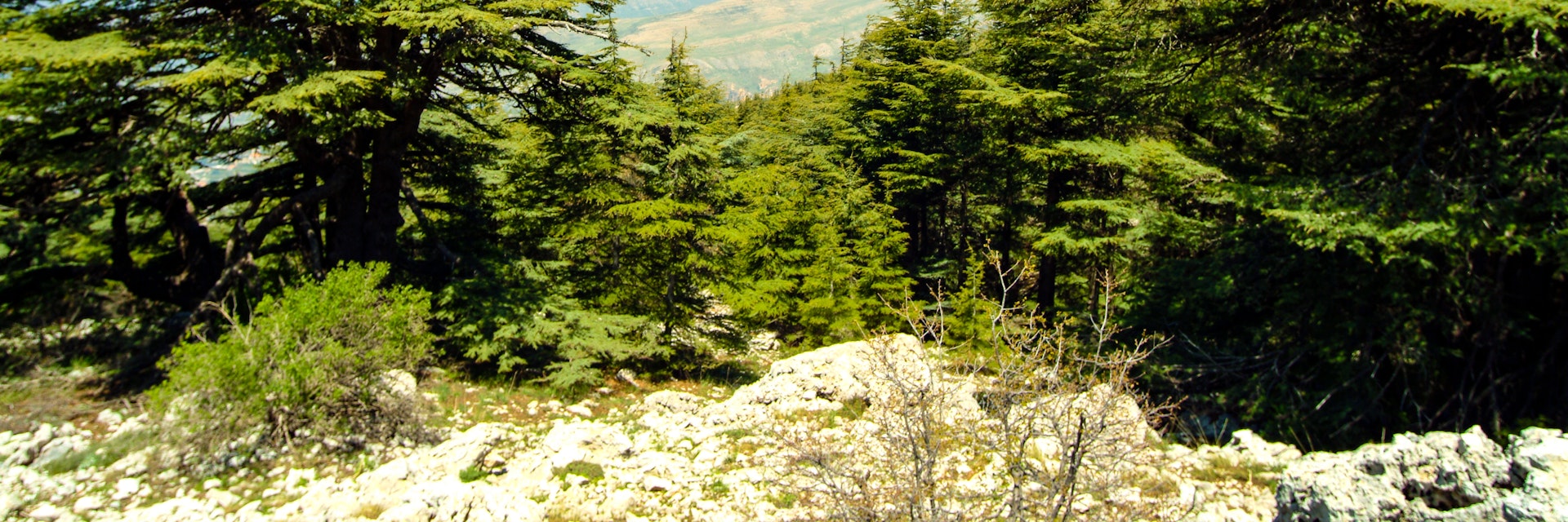 Cedars growing at 6,000 feet in the Shouf Biosphere Reserve in Lebanon.