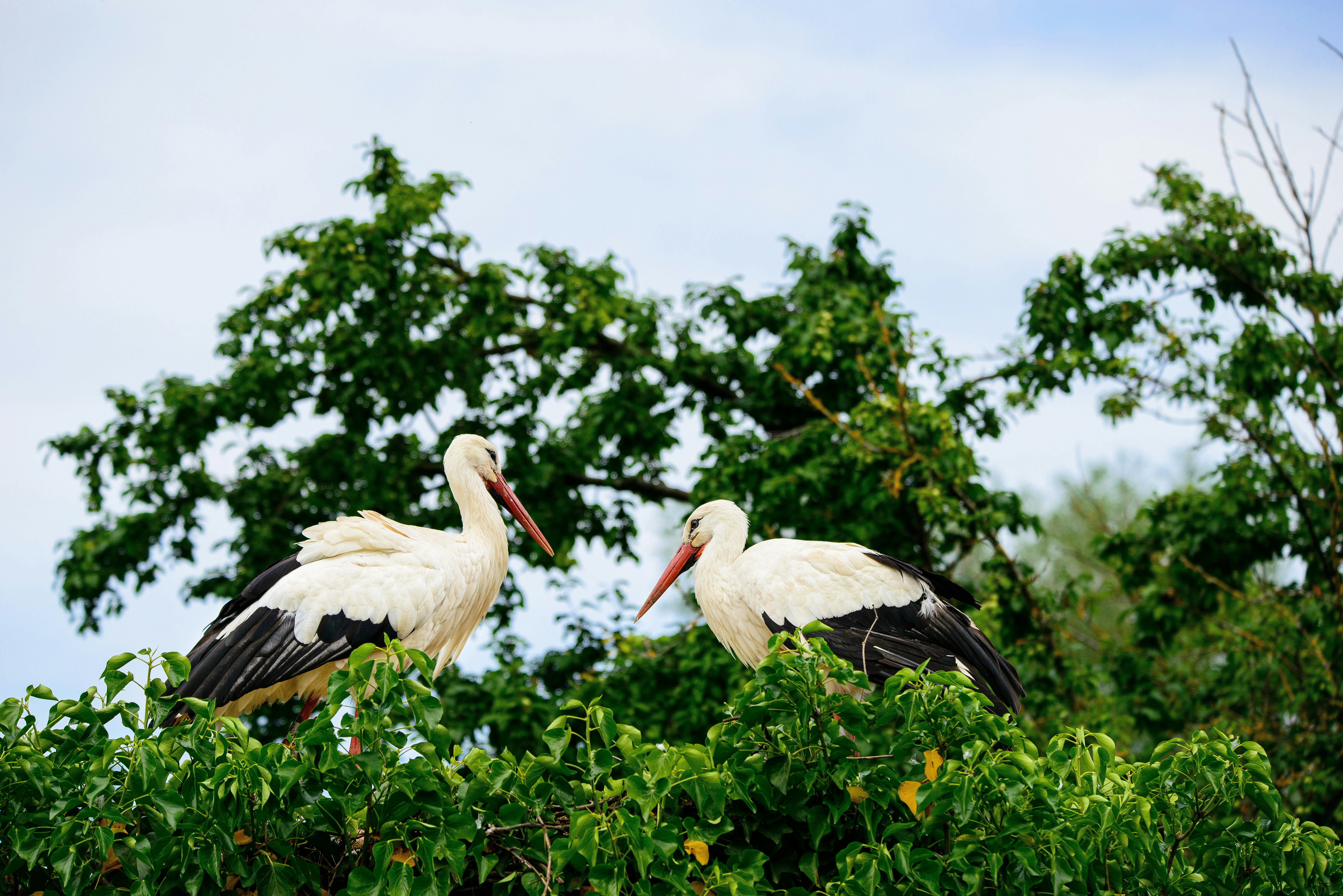 White herons in Naturoparc.